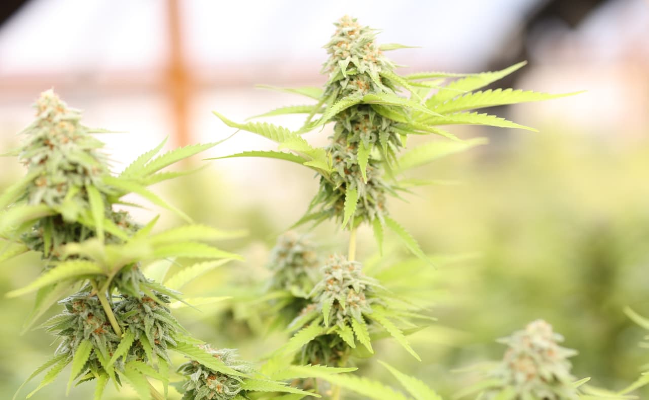 La ciudad de Naperville prohíbe la venta de marihuana recreativa