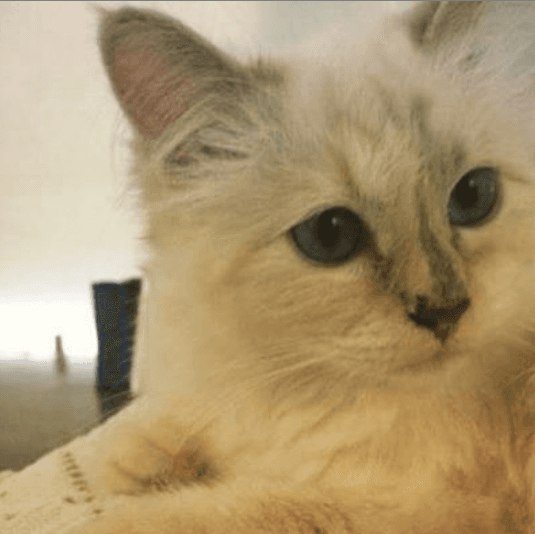 Con motivo del fallecimiento de Karl Lagerfeld, el sitio web de Choupette ha publicado una imagen de ella con su amo y la dedicatoria: “el genio creativo ahora está sentado en el cielo junto a mami Coco Chanel”.
<br>