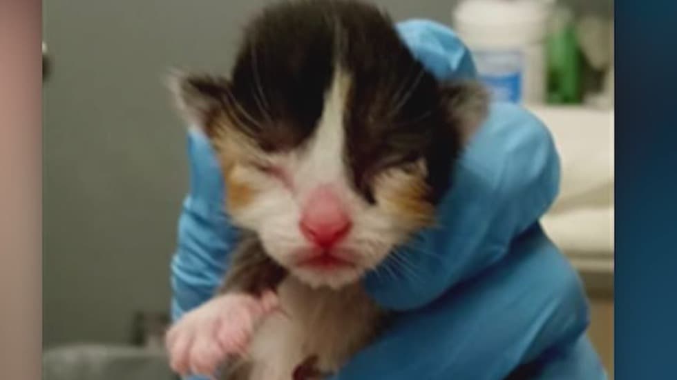 Aerolínea regala vuelos a quien adopte un gato