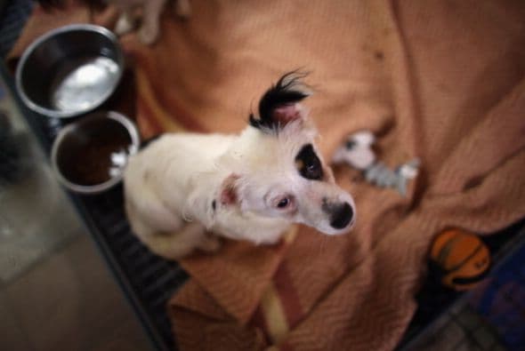 Un perro adulto que fue abandonado, previamente fue enseñado a vivir en un hogar, muchos de ellos ya saben algunas reglas básicas hogareñas.