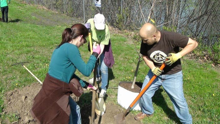 Invitan a la comunidad de Blue Island a sembrar más árboles
