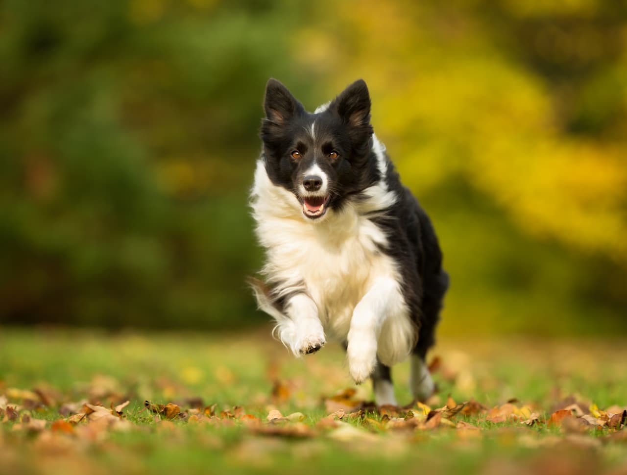 <h3 class="cms-H3-H3">1. Border Collie</h3>
<br>
<br>Se considera a esta raza una adicta al 
<a href="https://www.univision.com/temas/trabajo">trabajo</a>, por lo que es la principal encargada de pastorear ovejas en todo el mundo. 
<b>Es valorada por su inteligencia, por su instinto siempre despierto y su energía constante. </b>
<br>
