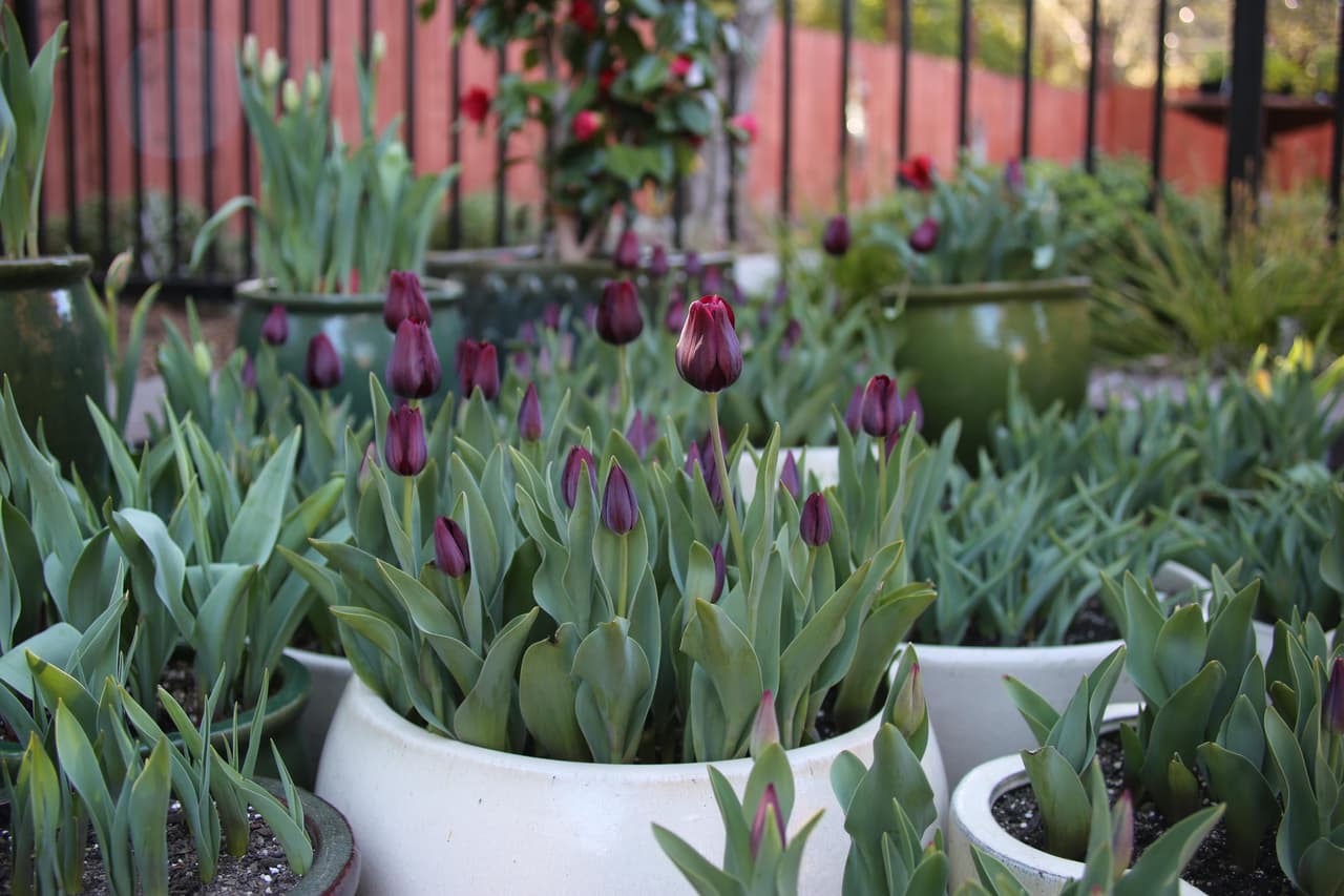 En otras zonas del jardín puedes encontrar tulipanes plantados en macetas.