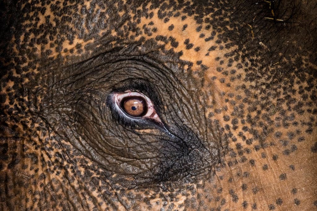 'Happy': el elefante cuya 'lucha por la libertad' será escuchada en 2022 en una corte de Nueva York