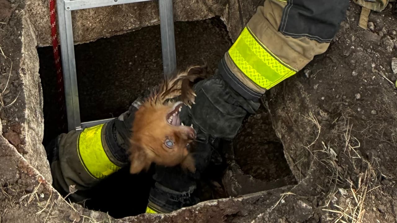 Bomberos de Miami rescatan a un perro ciego de un pozo séptico