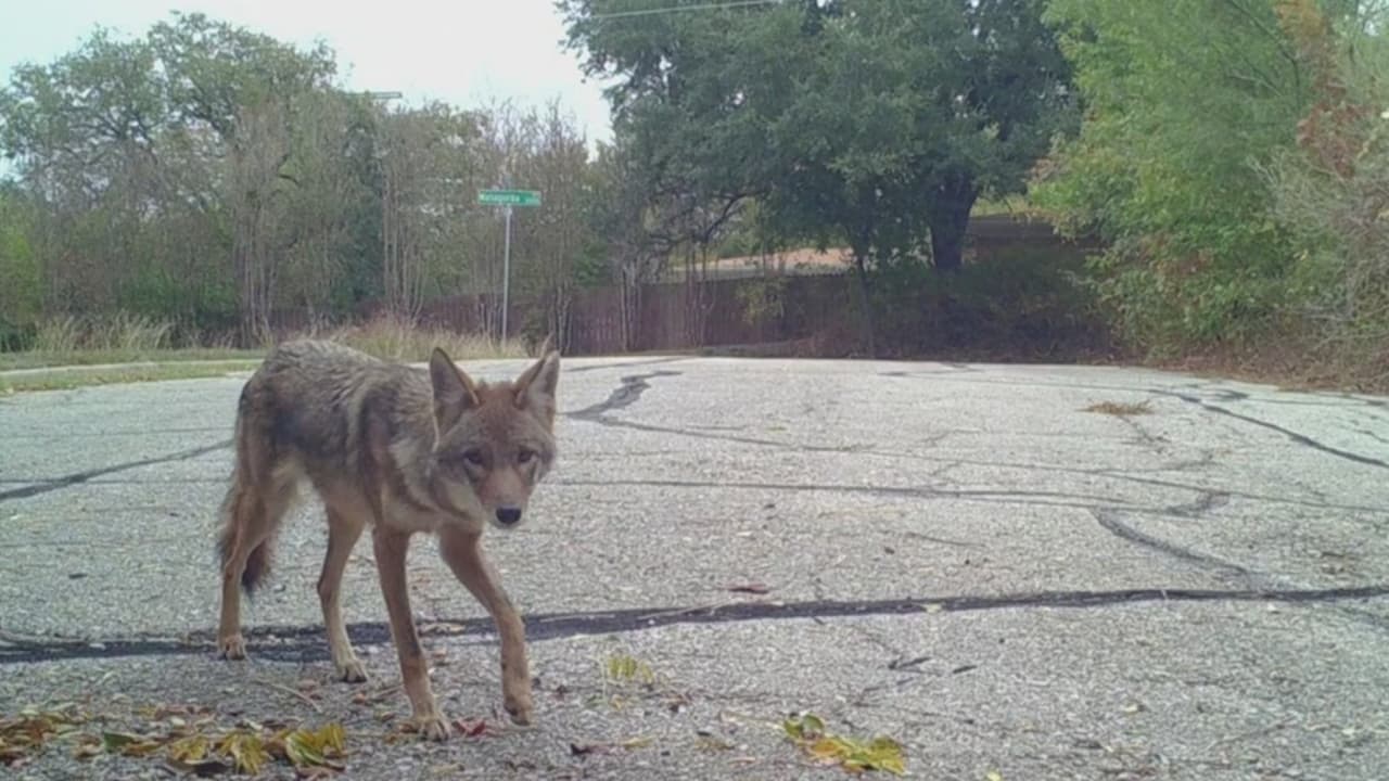 Alertan sobre posible aumento de coyotes en zonas residenciales en Austin