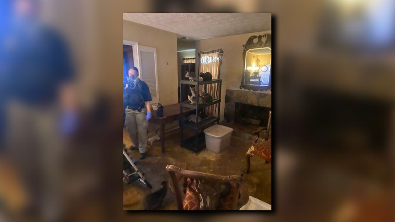 Autoridades encontraron a 15 gatos muertos dentro de un congelador y a otros 60 en condiciones insalubres en un condominio de Sandy Springs.