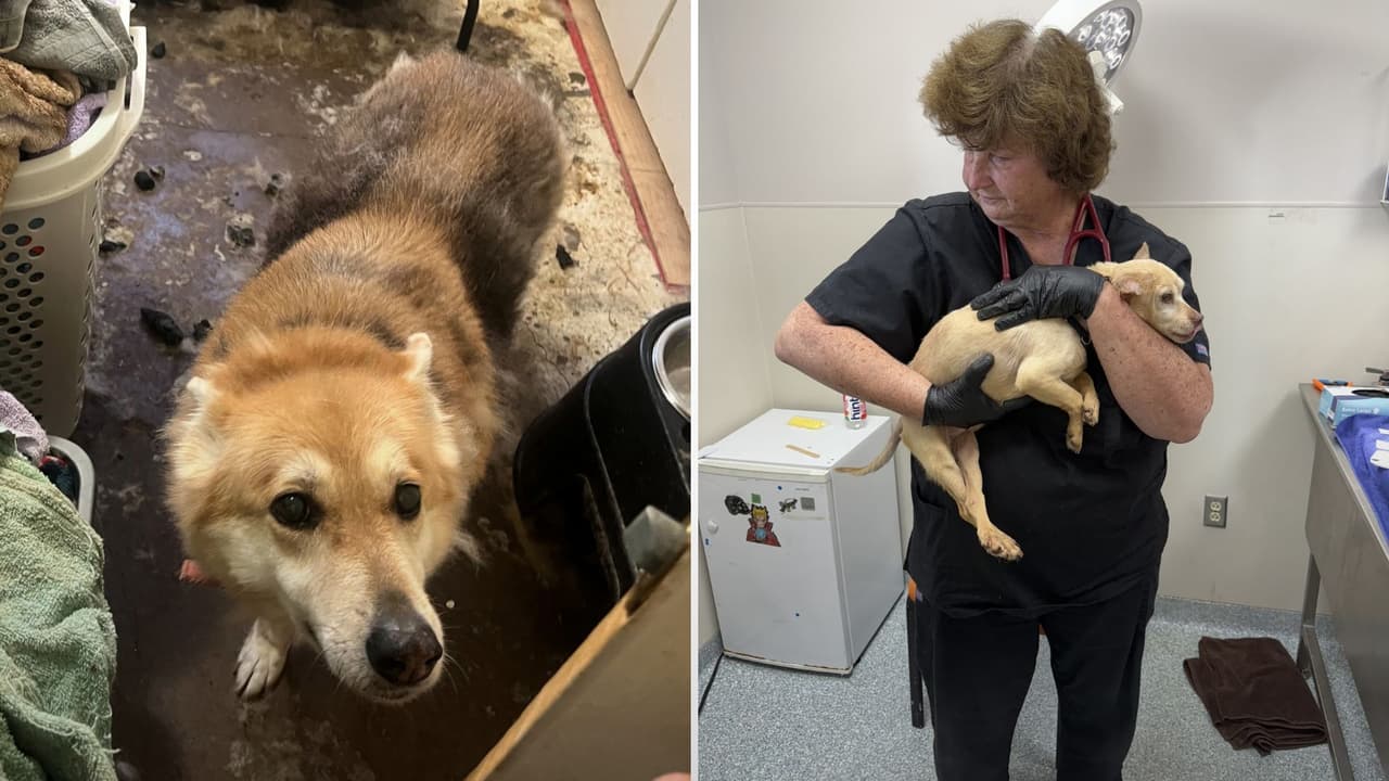 Garland rescata a 25 perros que vivían en condiciones crueles dentro de una vivienda