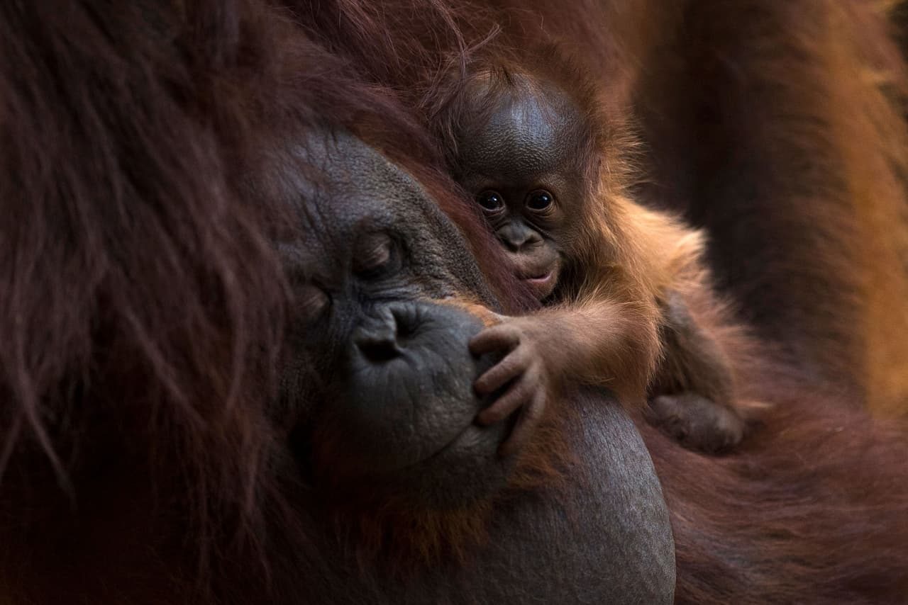 <b>El bebé orangután de Andalucía</b>
<br>
<br>El nacimiento de Suli, un bebé orangután de borneo, fue todo un acontecimiento en el parque zoológico Bioparc de Fuengirola, al sur de España.