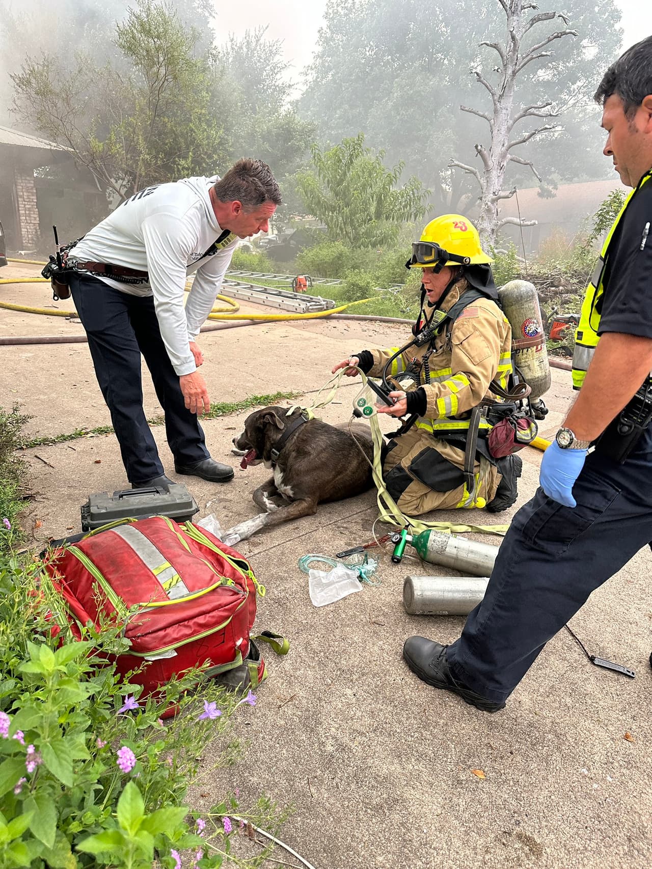 Un perro fue rescatado casi de inmediato por los bomberos, quienes le brindaron atención médica y lo entregaron a su familia.