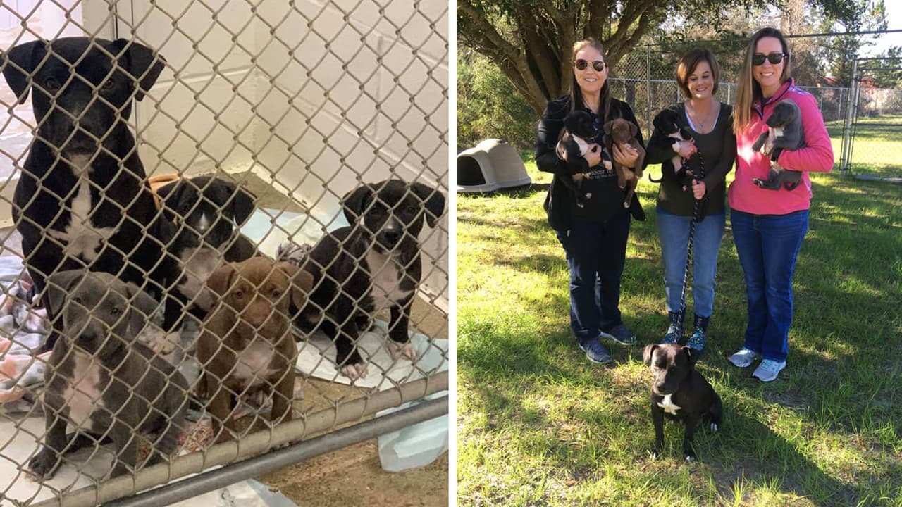 El Departamento de Control Animal del condado de McIntosh denunció la semana pasada el hecho.