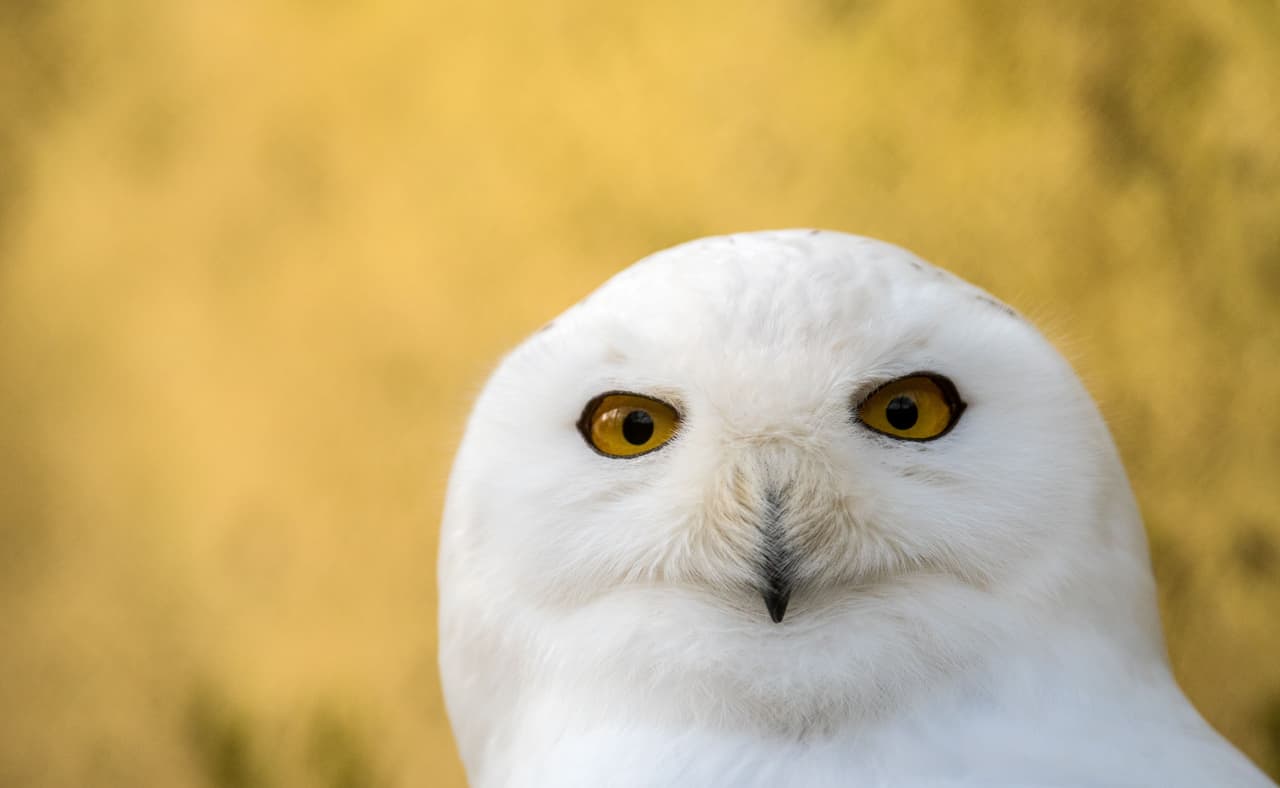 Las plumas de las aves les ayudan a regular su temperatura. Al igual como lo hacemos los seres humanos en invierno al ponernos varias capas de ropa para calentarnos, las aves almacenan capas de aire entre sus plumas. También contribuyen a mantenerlas cálidas en entornos frígidos al dispersar la luz infrarroja que les irradia. Al reflejar los rayos se genera calor que el animal conserva.
