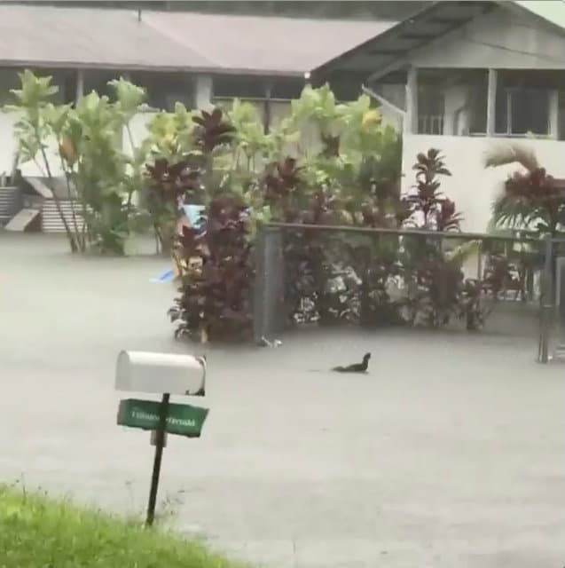 Un pollo es arrastrado por la inundación causada por el huracán Lane en Hilo, Hawaii.