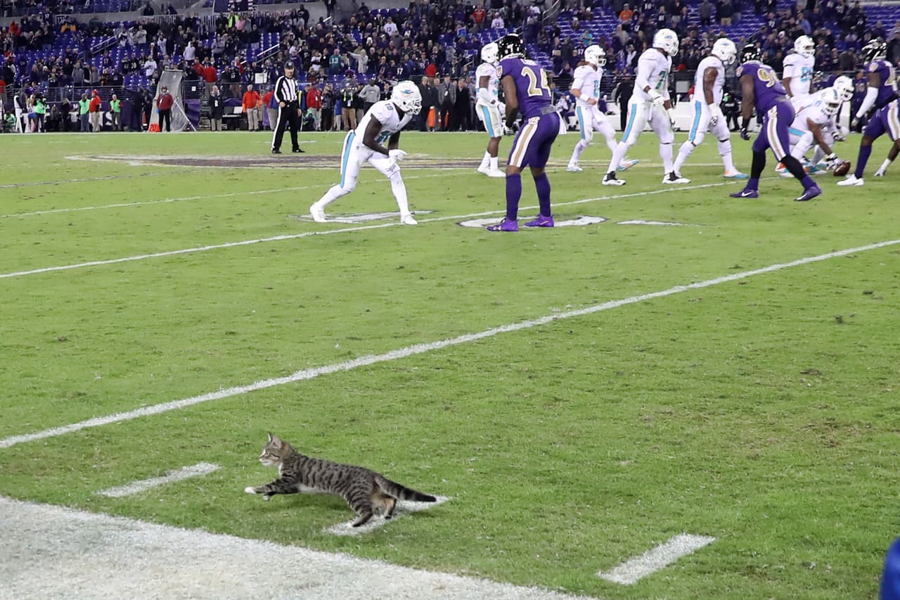 La intensidad del partido contagió al animal, que corrió cerca al terreno y obligó a la detención momentánea.