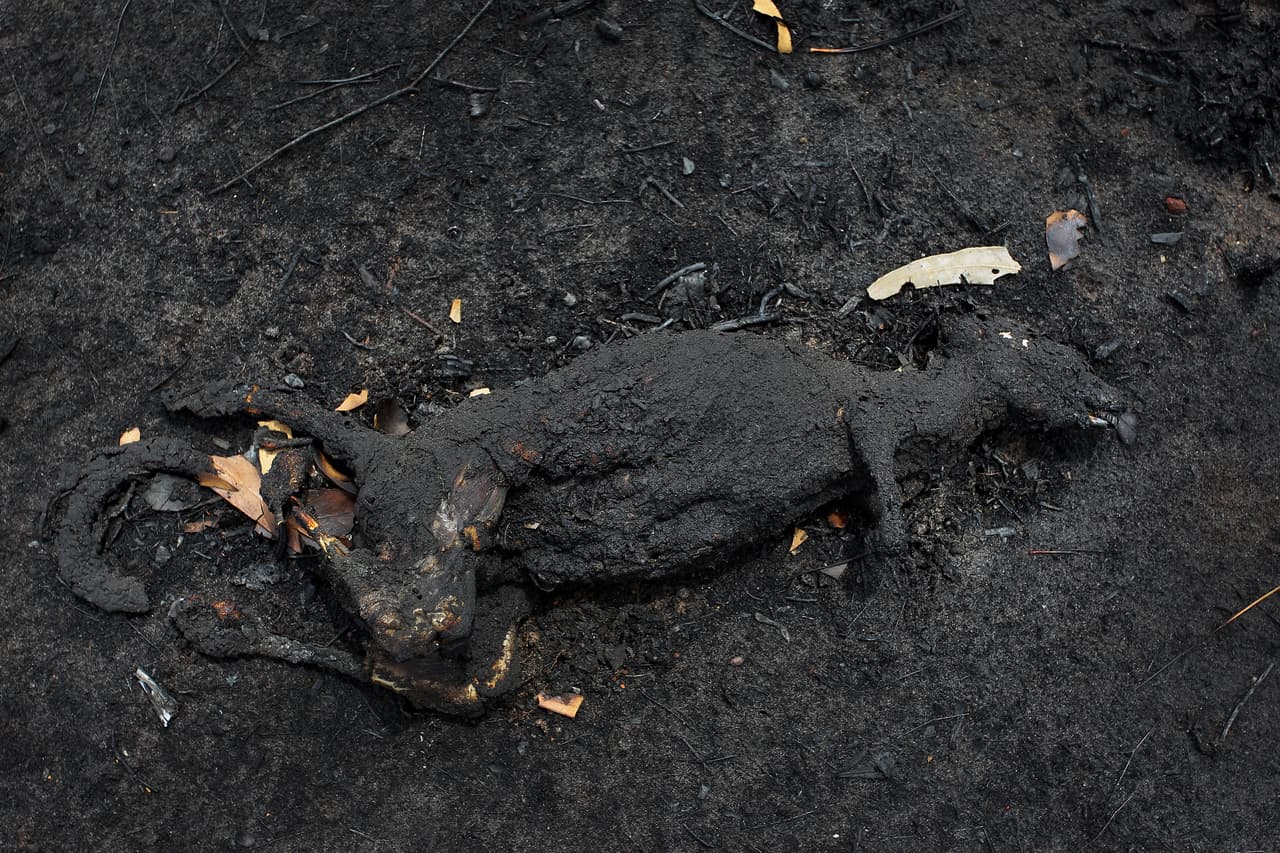 Un canguro muerto en Kangaroo Island, Australia. En la noche del viernes los bomberos lucharon contra unos fuegos avivados por los fuertes vientos registrados y donde los rayos activaron nuevos focos en Nueva Gales del Sur y Victoria, los estados más poblados de Australia. Las condiciones eran algo mejores el sábado y se espera que sigan siendo relativamente benignas la próxima semana.