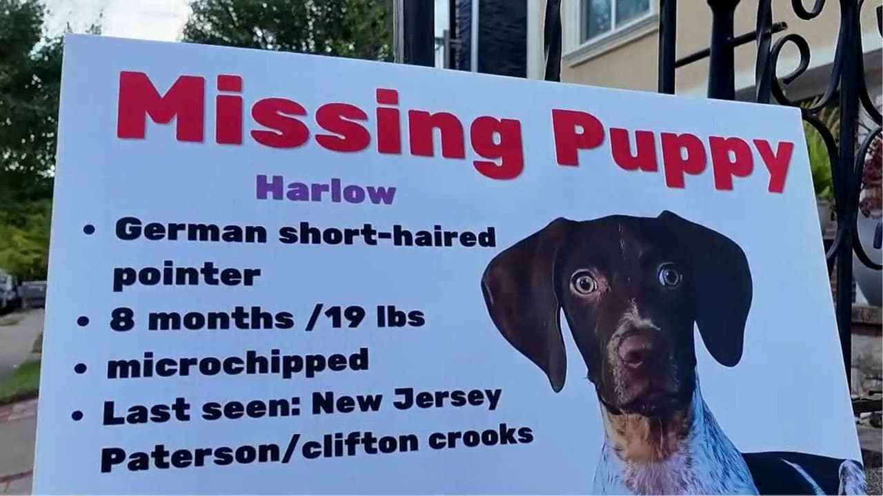 ¿Has visto a Harlow? Buscan a una perrita desaparecida hace más de tres meses en Nueva Jersey