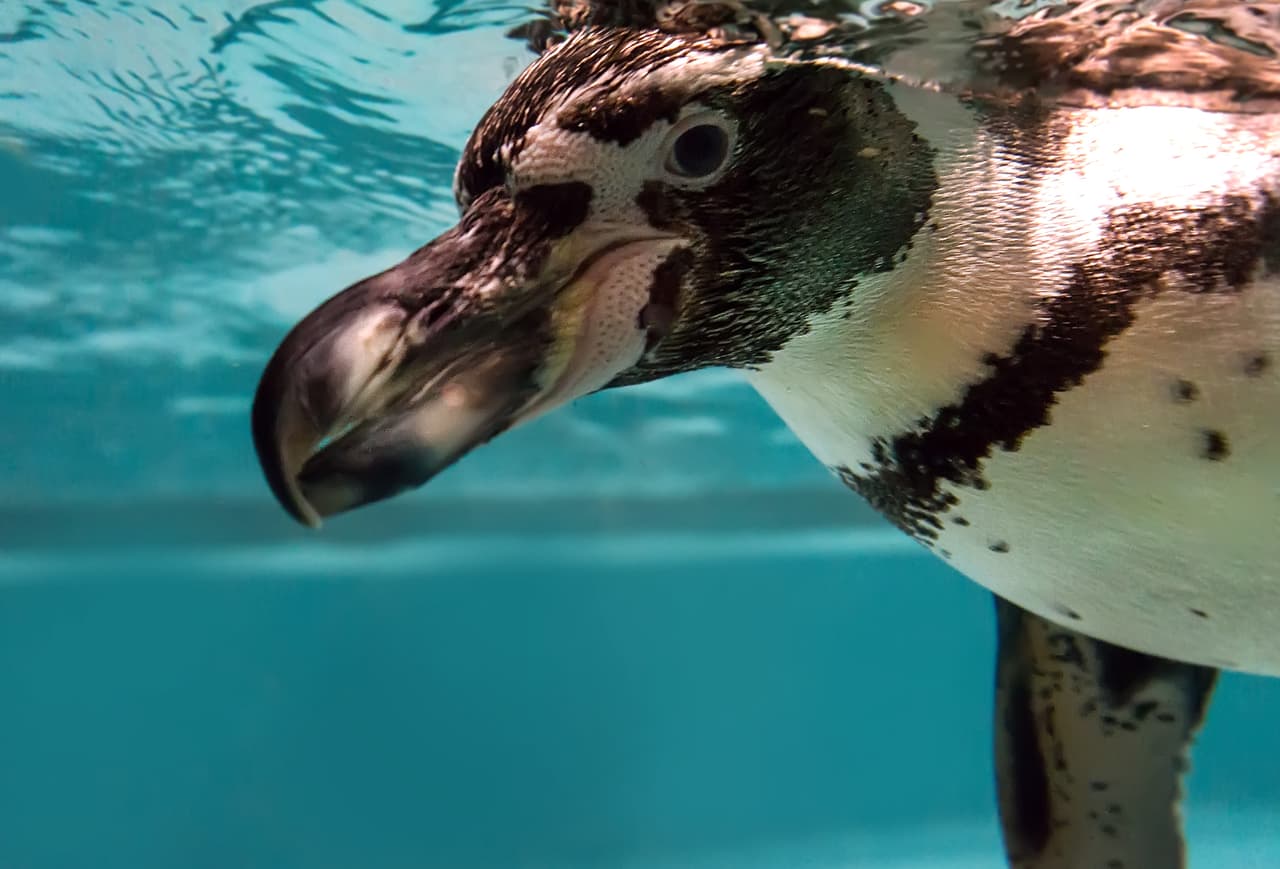 La increíble historia de unos pingüinos prehistóricos que eran más altos que una persona