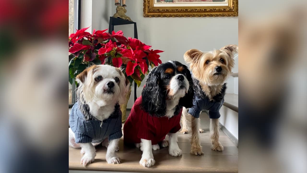 "Foto navideña de mis mascotas Cookie Antonio y Coco".