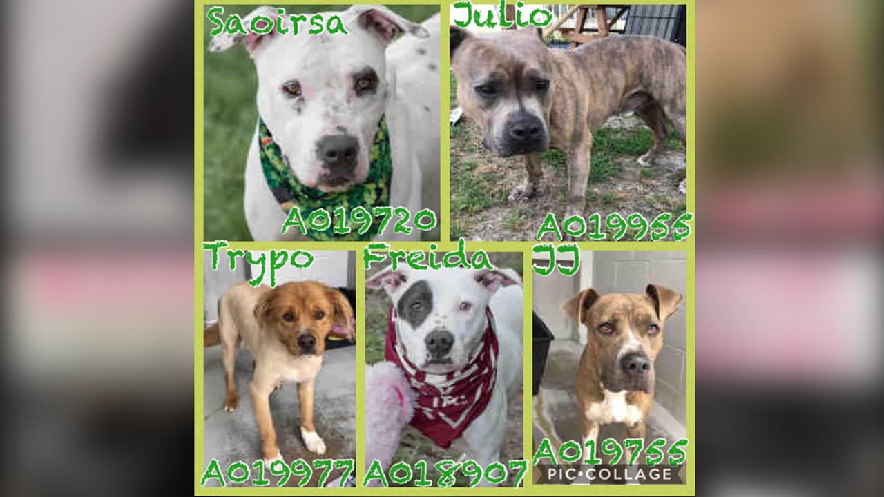 Todos los perros ya están esterilizados o castrados, con microchip, y cuentan con todas las vacunas y están desparasitados.