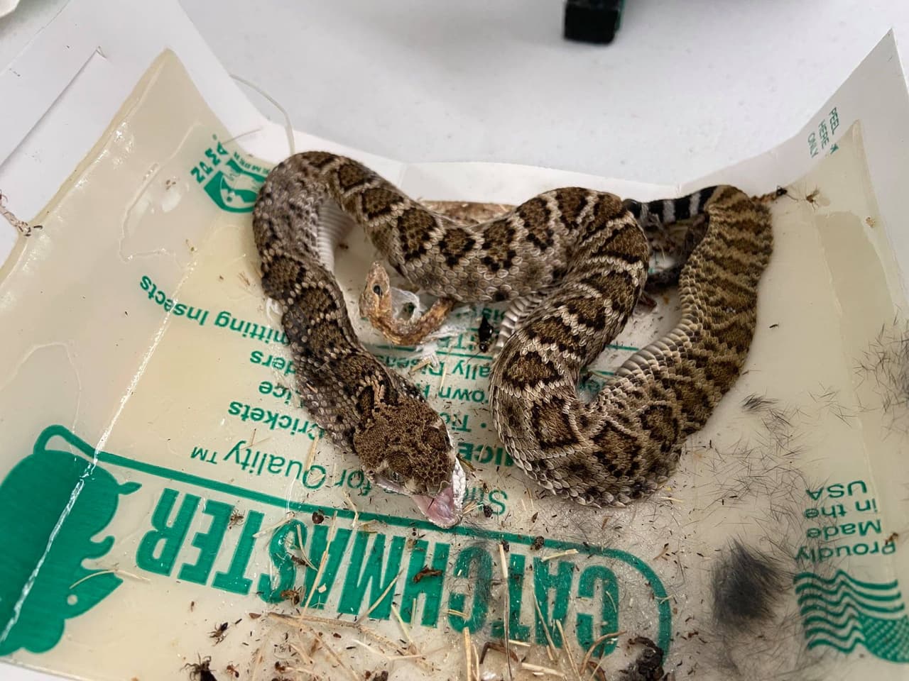 Mediante su página de Facebook, la organización publicó imágenes del rescate que realizaron a una serpiente que había quedado atrapada. La pudieron despegar de la trampa y no sufrió heridas mayores.