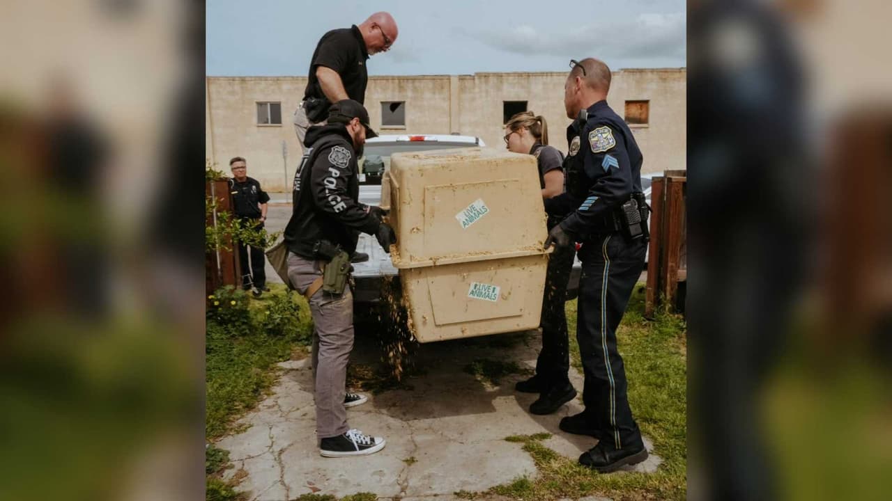 Todos los perros rescatados fueron llevados al refugio de los servicios para animales de la policía de Turlock como parte de la evidencia y están siendo atendidos allí.