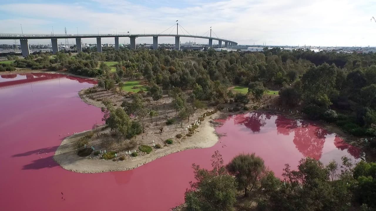 El lago en Australia que se tiñó de rosa