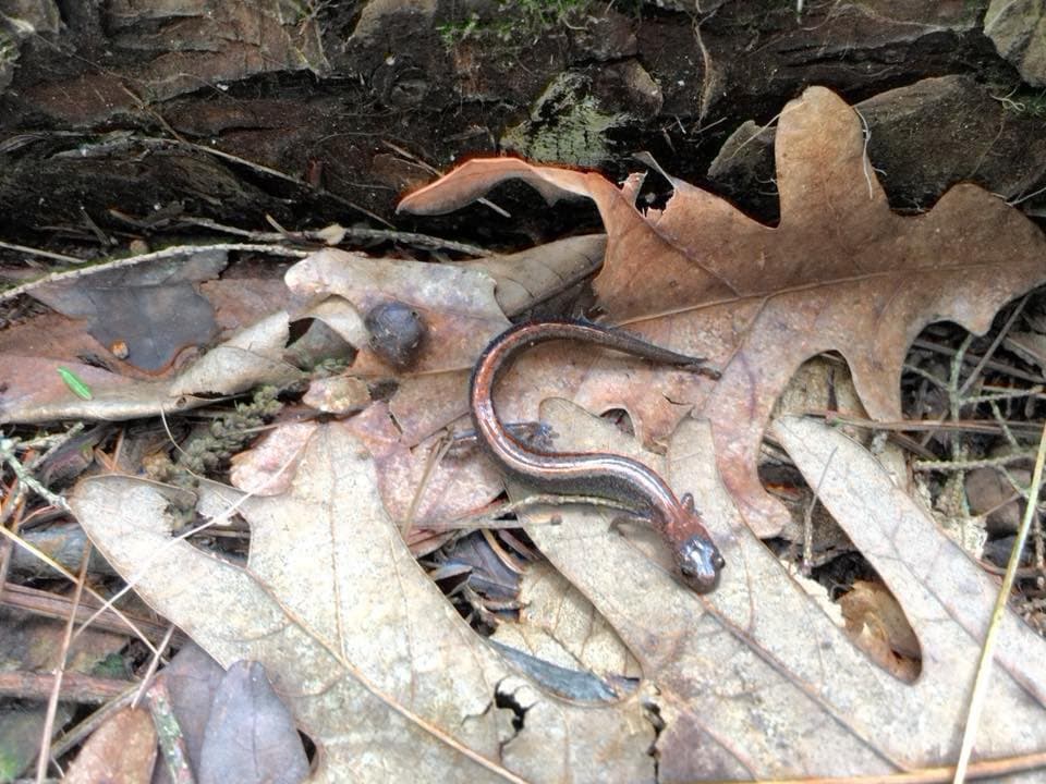 Es el hogar de varias especies de anfibios. 
<br>
<br>Los árboles de cicuta y de pino, ambos de hoja perenne, dominan el paisaje, pero otras variedades de árboles de hoja caduca (desprendimiento de hojas) que se encuentran a menudo aquí incluyen el roble, el arce, el haya y el abedul. 
<br>
<br>