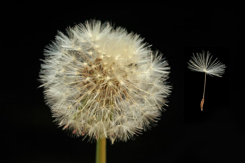 Es recomendada para personas con hipertensión arterial, colesterol alto, mala circulación, cálculos renales y hepáticos, trastornos hormonales, anemias y más.