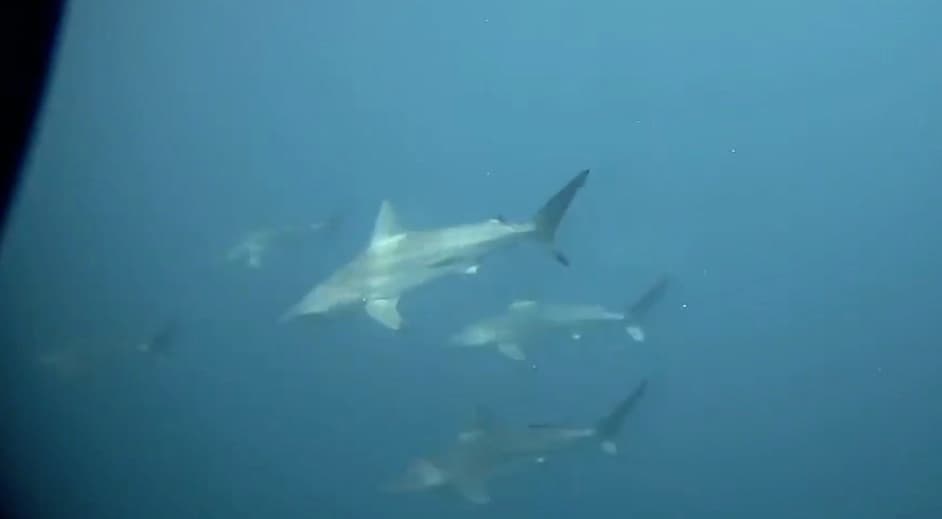 Policías tropiezan con una manada de tiburones mientras bucean en Florida  