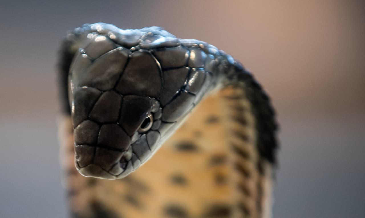 Detalle del rostro de una cobra real expuesta en un zoo del Reino Unido.