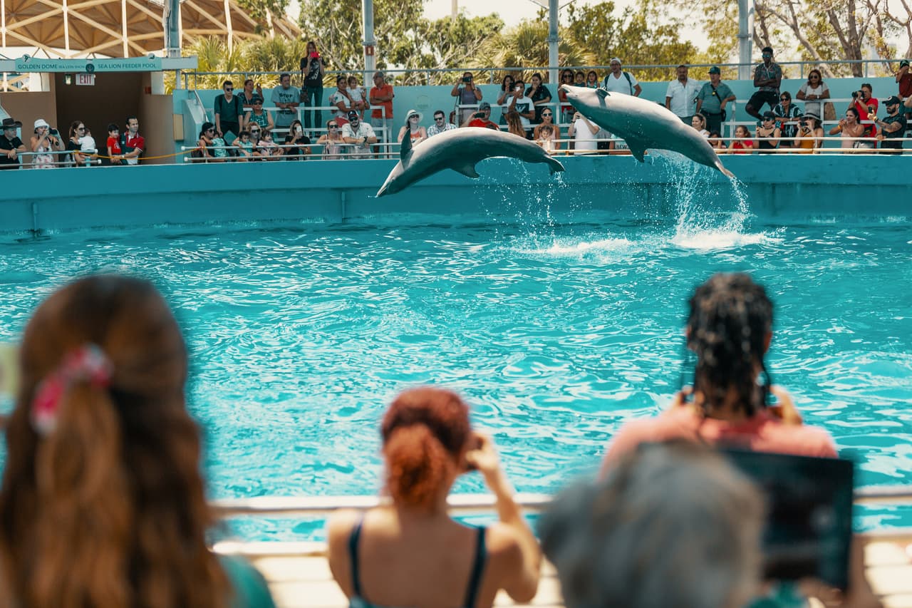 <b>Miami Seaquarium. </b>Tan educativo como divertido, este parque familiar acerca a las familias a la vida varina mientras les permite ver tortugas marinas, leones marinos, manatíes y otras especies.
<b>Con su atracción central, los delfines, no solo se pueden ver shows, también incluso nadar con ellos. </b>Te agradará saber que algunos de ellos han sido rescatados precisamente de la costa floridana.