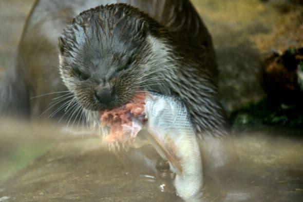 Una nutria eurasiática come un pez en el Zoológico de Moscú. Los animales del zoológico también son víctimas de las prohibiciones de importación por parte de Vladimir Putin.