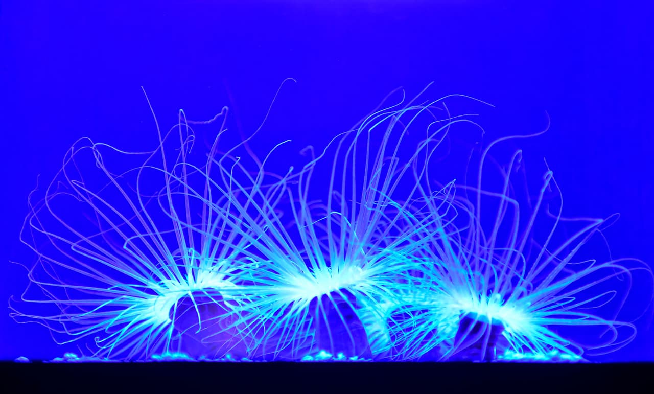 El acuario tiene una colección de más de 11,000 animales que representan más de 500 especies diferentes en exhibiciones que varían en tamaño.