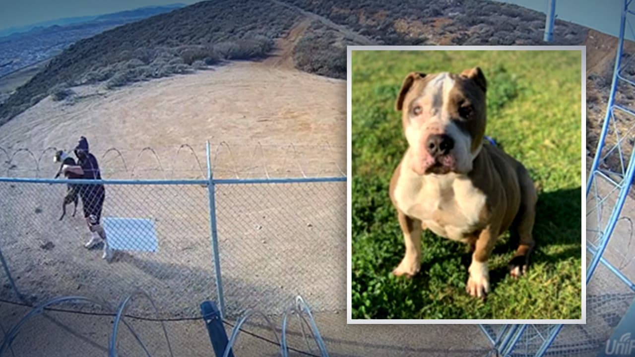 Buscan al hombre que arrojó al perro KO a una torre de telefonía en Riverside