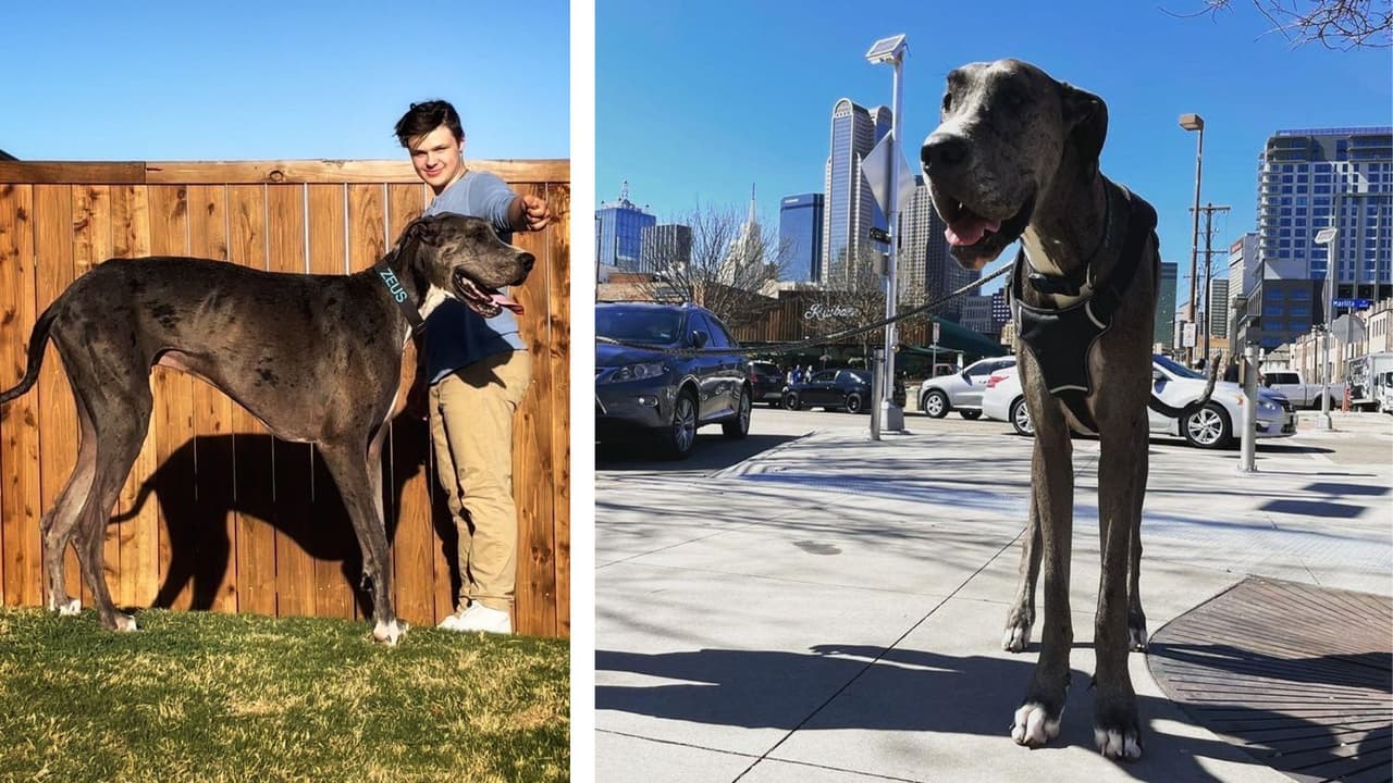 El perro más alto del mundo vive en Dallas-Fort Worth y se llama Zeus