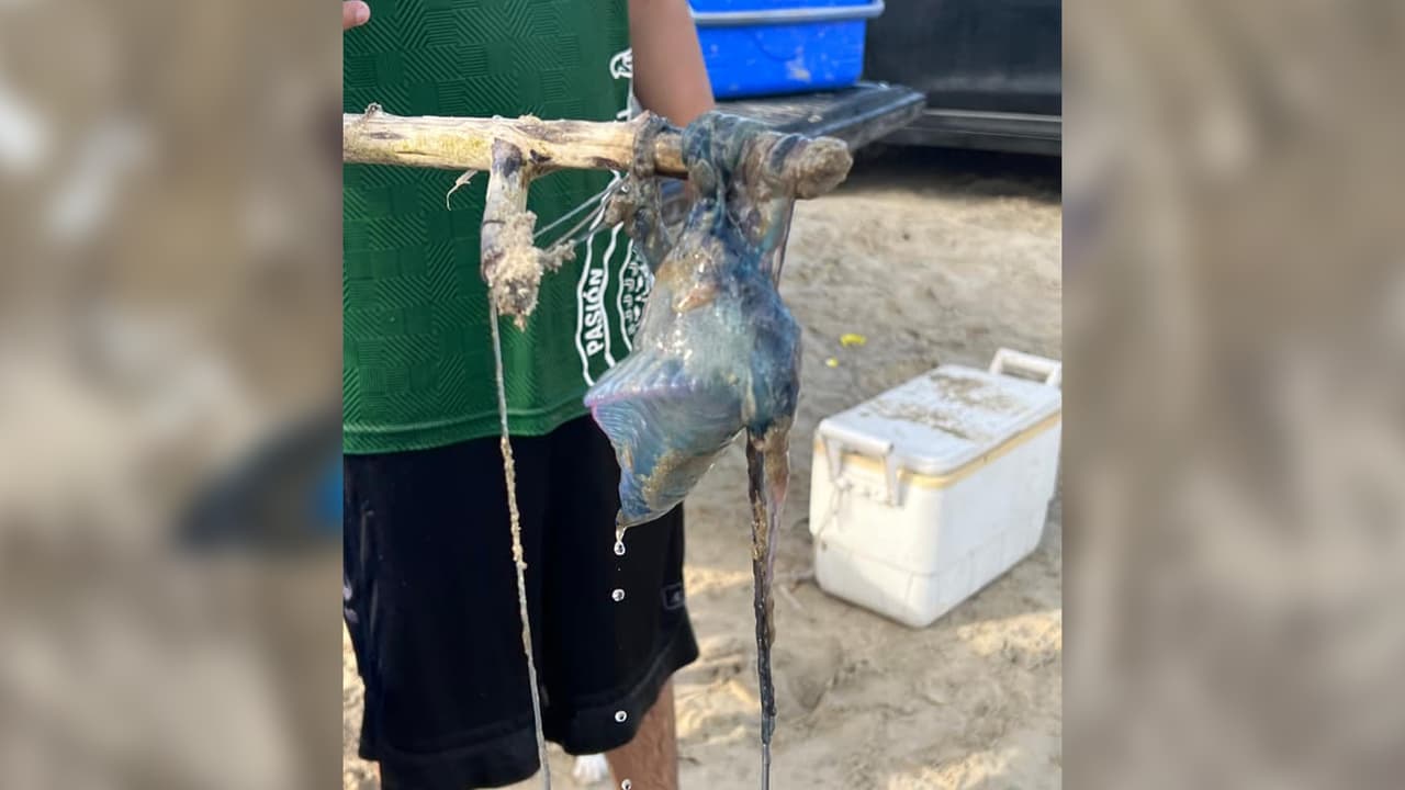 Jeanice Lamar: "¡Encontramos una igual!".