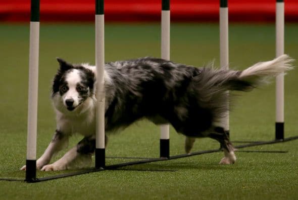 Todos se llevaron a casa la satisfacción de haber concursado en tan selecto certamen.