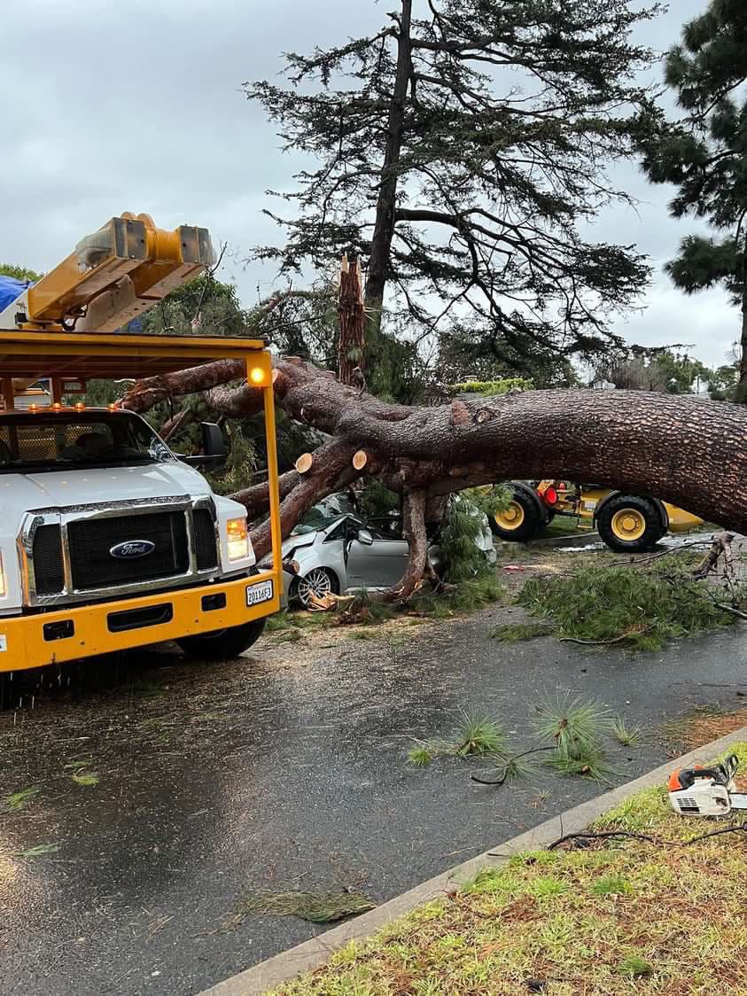 El lado sur de Hillcrest Boulevard permanece cerrado al tráfico ya que el árbol obstruye el paso de autos. 
<br>