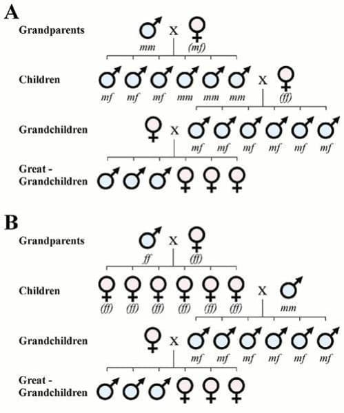 ¿Por qué Inés Gómez Mont tiene más hijos varones? La ciencia tiene una interesante explicación