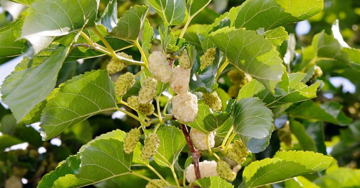  Ni moringa, ni maca, lo de hoy es la morera blanca y estos son sus beneficios
