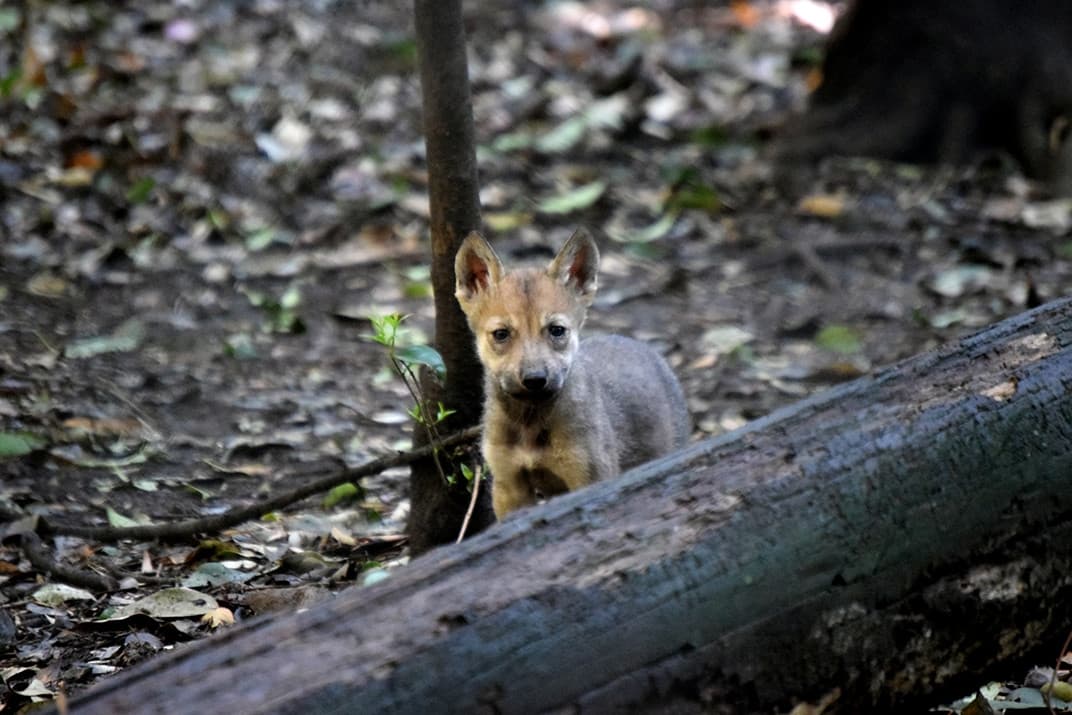 Estos cachorros de lobo podrían salvar a la especie de la extinción en México y Estados Unidos