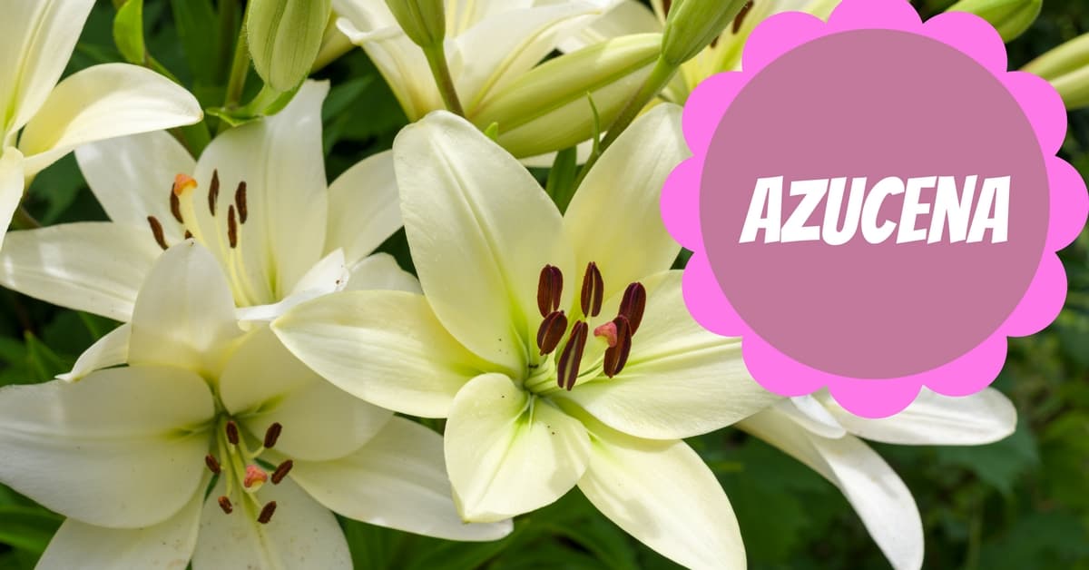 8 adorables nombres para niña inspirados en las flores más hermosas del mundo