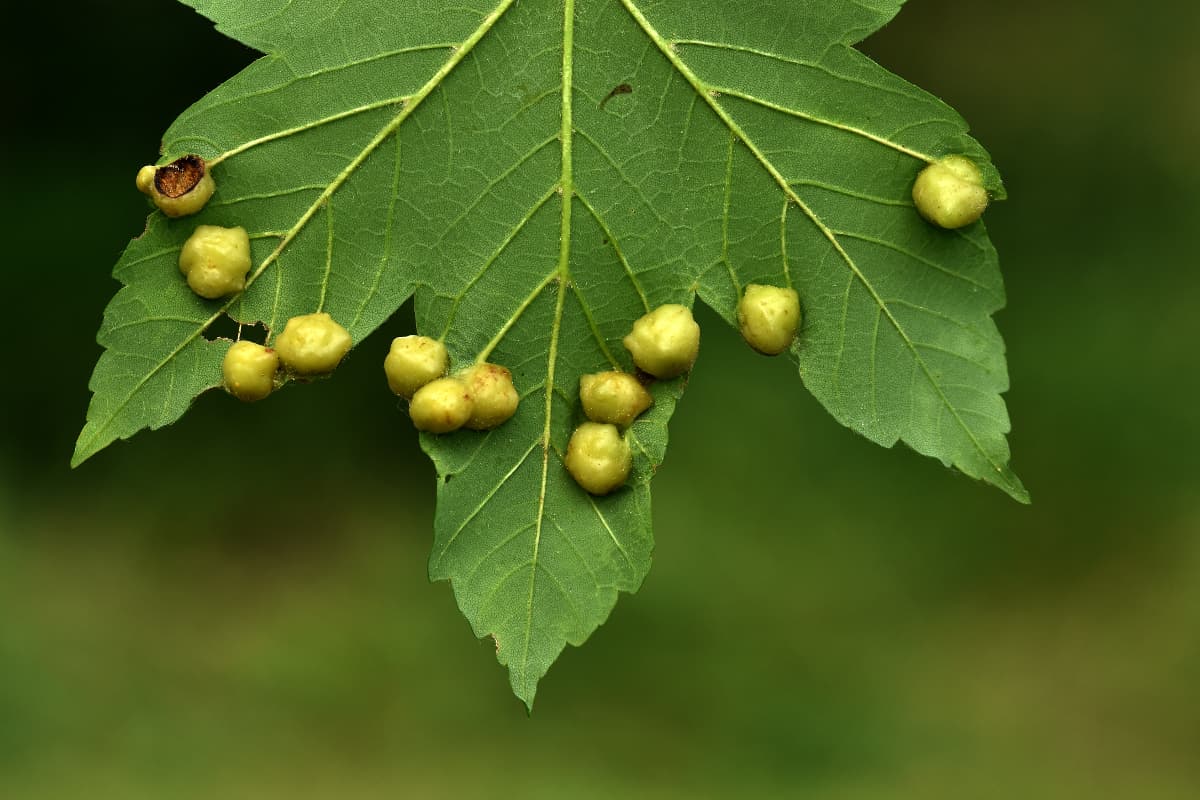 El terror se vuelve realidad con este parásito que convierte a los insectos en momias