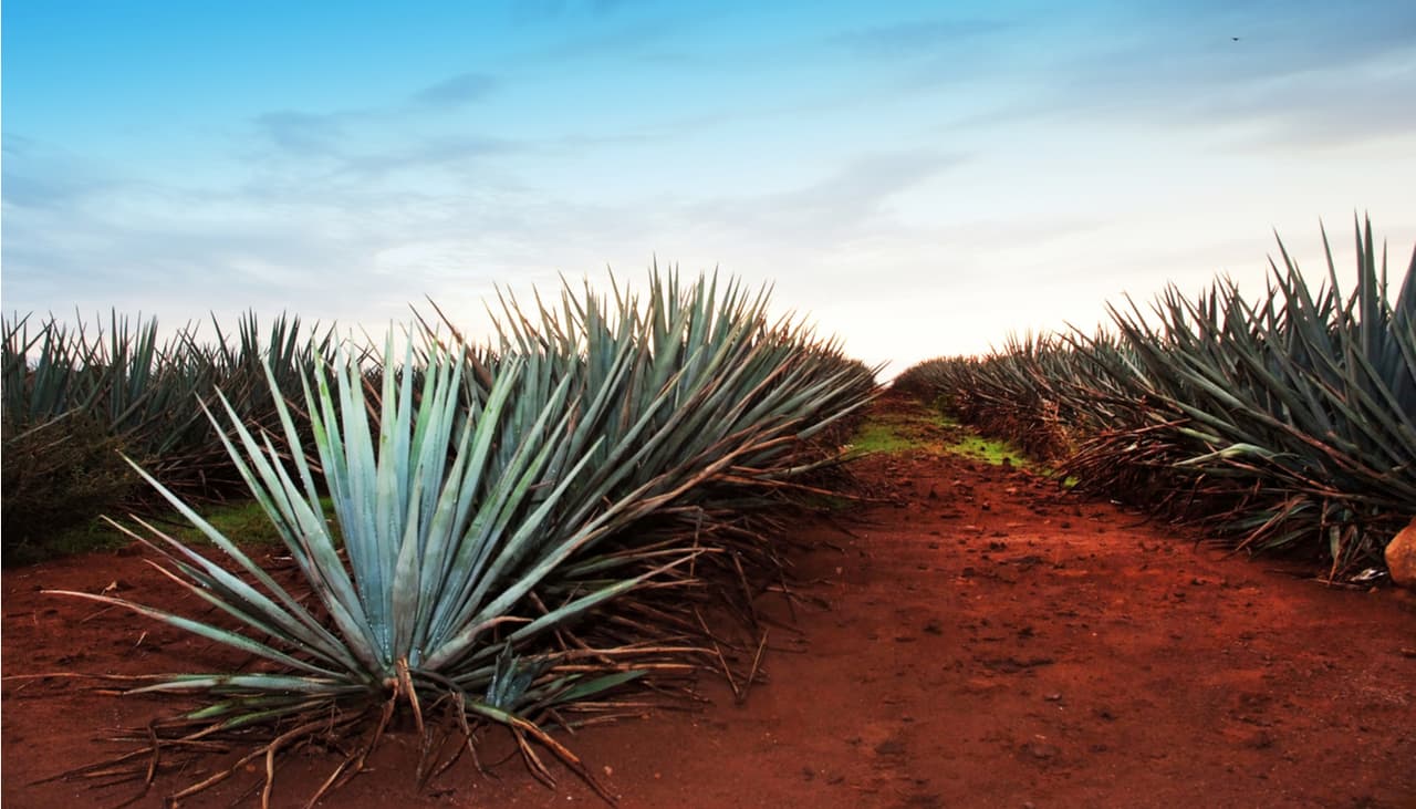 Biopiel hecha a base de maguey para curar quemaduras, uno de los mejores inventos mexicanos