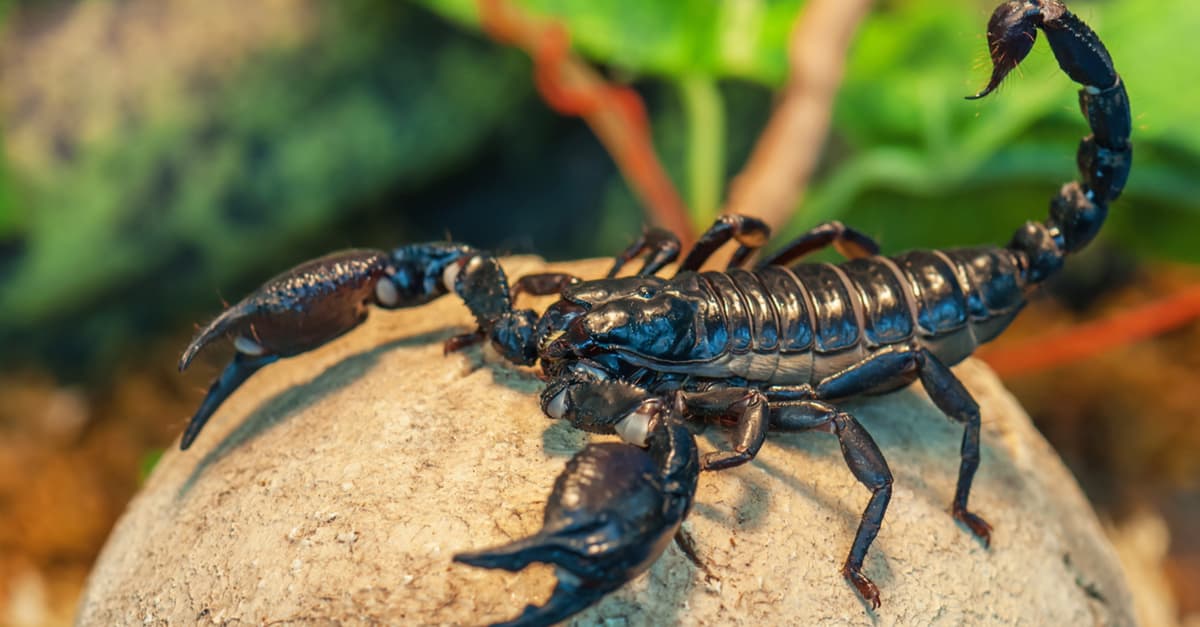 Alacranes: Cómo evitar que entren en casa y qué hacer ante una picadura