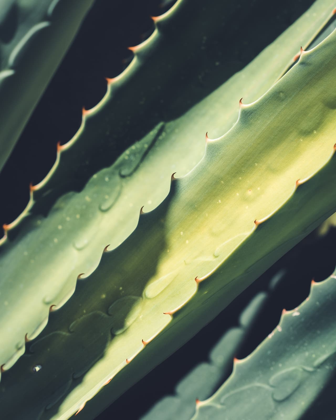 El aloe vera puede hacer maravillas en tu cabello: ¿cómo puedes usarlo para brillar?