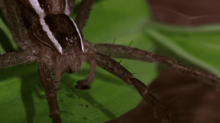 Conoce a la aterradora pero increíble araña capaz de cazar peces bajo el agua