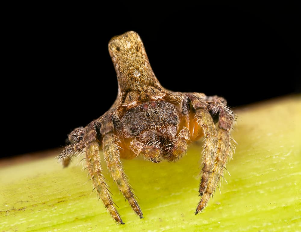 No apto para cardíacos: esta araña se camufla tan bien que es casi imposible distinguirla