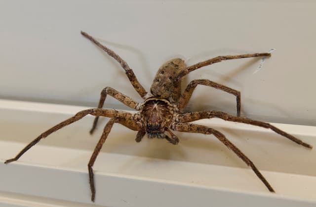 ¿La araña más grande del mundo o una ilusión óptica? Tienes que verlo...