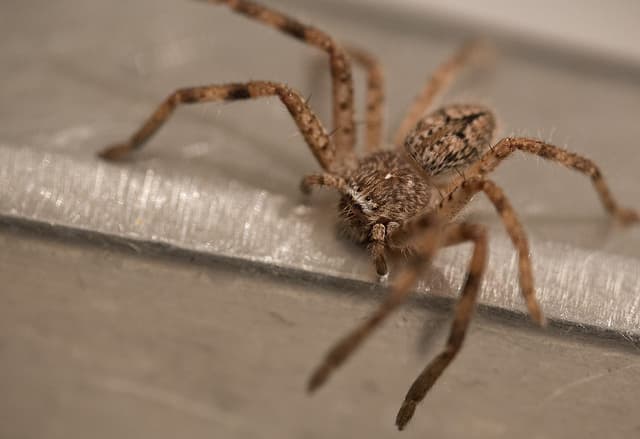 Esta araña arrastrando una rata es lo más increíble que verás hoy